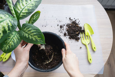 High angle view of hand holding potted plant