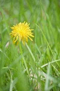 Close-up of yellow flower on field