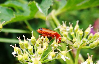 Close-up of insect on plant