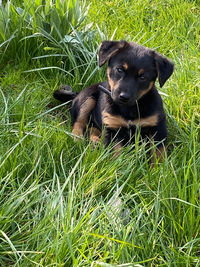 Portrait of dog relaxing on field