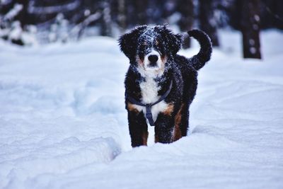 Bernese mountain dog in winter forest in ukraine