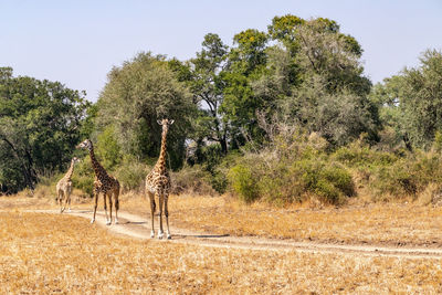 Close-up of a group of giraffes