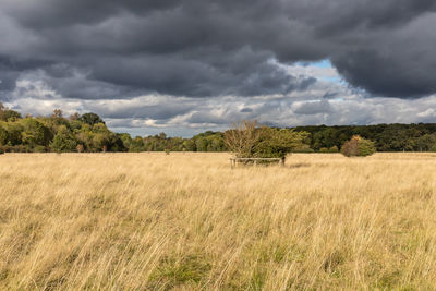 Scenic view of field against sky
