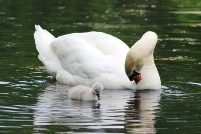 Swans swimming in lake