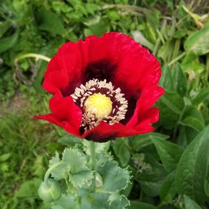 Close-up of red hibiscus blooming outdoors