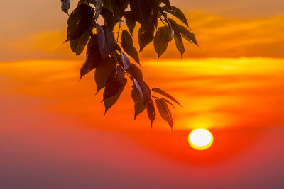 Close-up of silhouette plant against orange sky