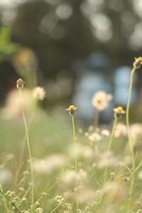 Close-up of yellow flowering plant on field