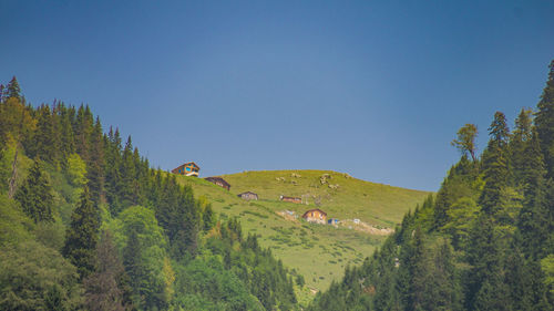 Panoramic shot of trees on mountain against sky