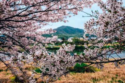 Spring and cherry blossoms in iwakuni