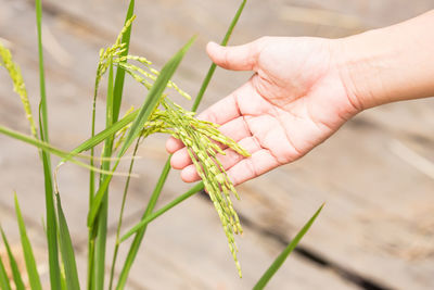 Close-up of hand holding plant