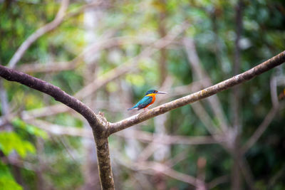 Close-up of bird perching on branch