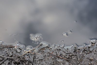 High angle view of sheep on wet land