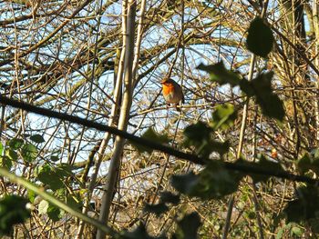 Low angle view of bird perching on tree