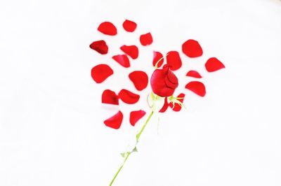 Close-up of red roses against white background