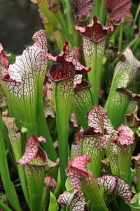 Close-up of plants