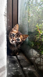 Portrait of cat sitting on window