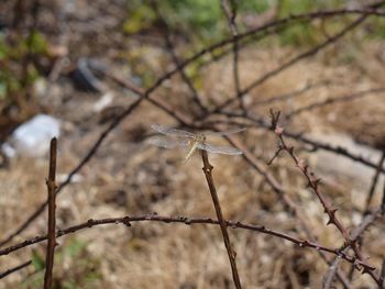 Close-up of insect perching on branch