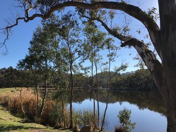 Trees by lake in forest against sky