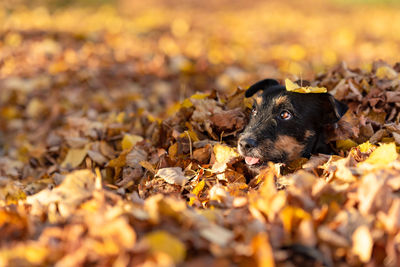 Dog amidst autumn leaves outdoors