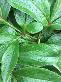 Full frame shot of wet plant