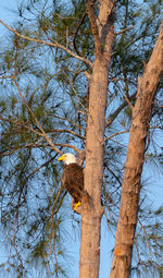 Low angle view of eagle perching on tree