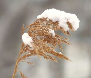 Close-up of white flower