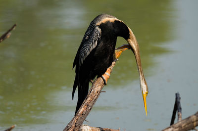 Close-up of bird perching on wood in lake