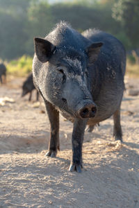 Wild pigs in the city of phuket, thailand