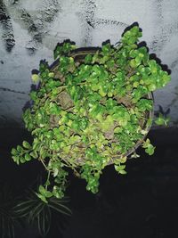 High angle view of plant growing in water