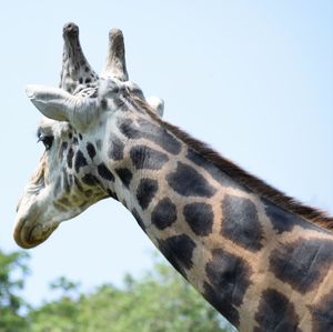 Low angle view of giraffe against sky