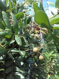 Close-up of fruits growing on tree