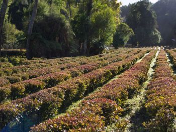 Plants growing on land