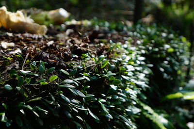 Close-up of plants growing outdoors