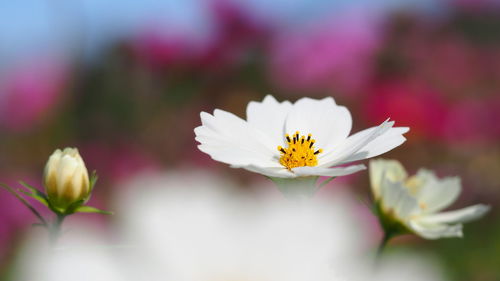 Close-up of white flowering plant