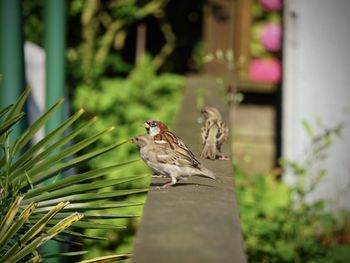 Close-up of bird perching on plant