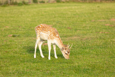 Deer standing on grass