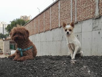 Dogs in front of building