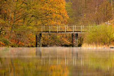Trees in forest during autumn