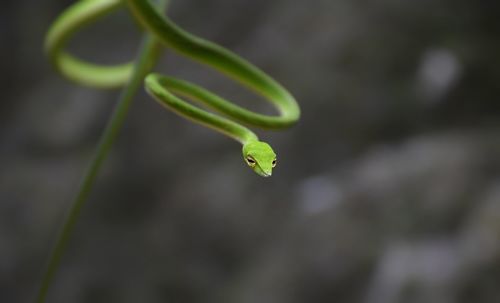 Vine snake on plant