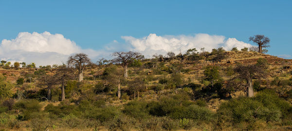 Panoramic shot of trees on field against sky