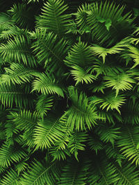 Close-up of palm tree leaves