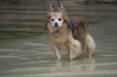 Portrait of dog running in water