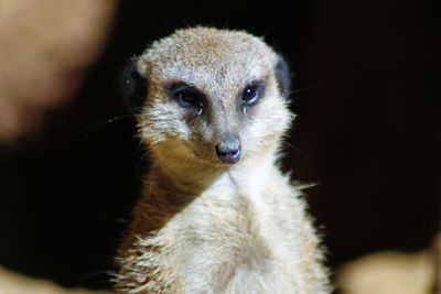 Close-up of an animal