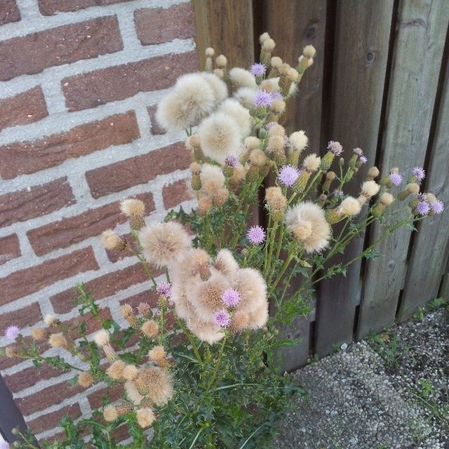 flower, plant, growth, freshness, fragility, nature, beauty in nature, day, outdoors, fence, no people, wall - building feature, blooming, petal, potted plant, wood - material, high angle view, green color, front or back yard, growing