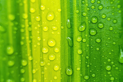 Full frame shot of raindrops on green leaves