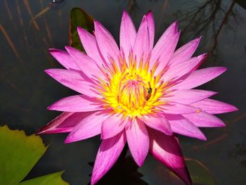 Close-up of pink water lily