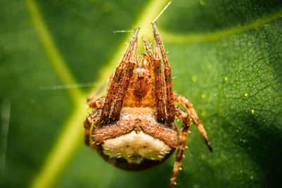 Close-up of spider