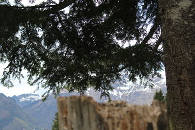 Low angle view of tree against mountain