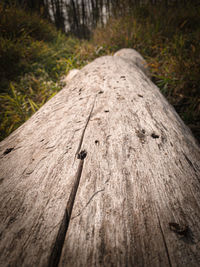 Close-up of wood on tree trunk in forest