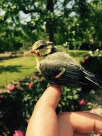 Close-up of hand holding bird